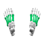 metatarsal bones